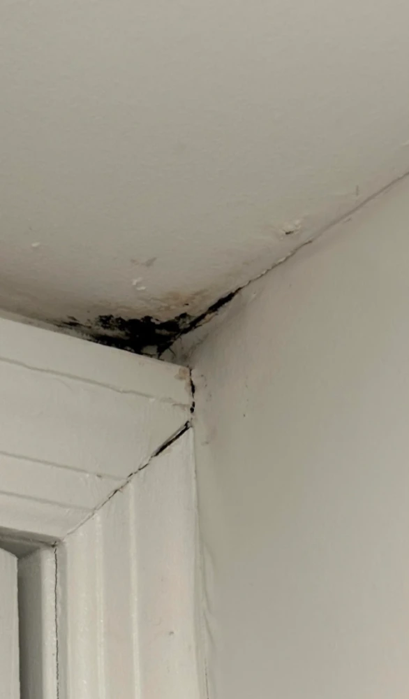 Pre-War Building Mold