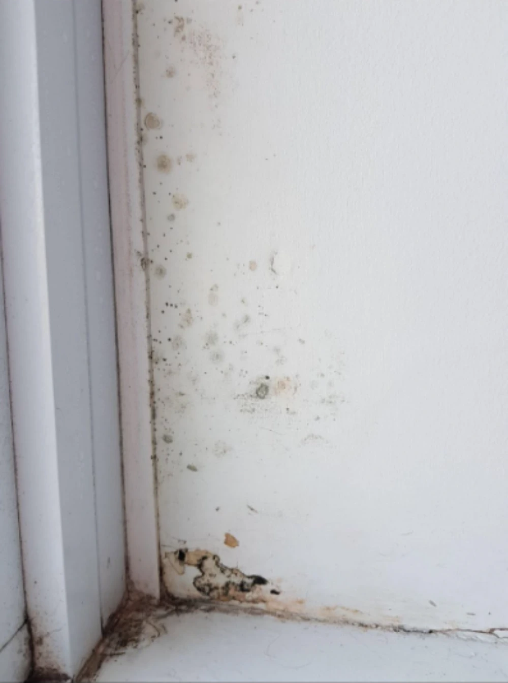 Mold along a wall corner and baseboard in an apartment