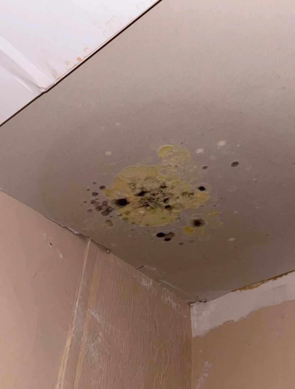 Mold Removal Inwood, NY