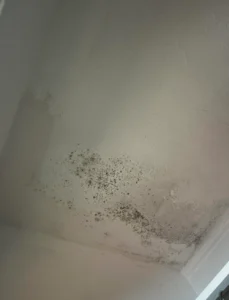 Water Damage Mold Removal Inwood